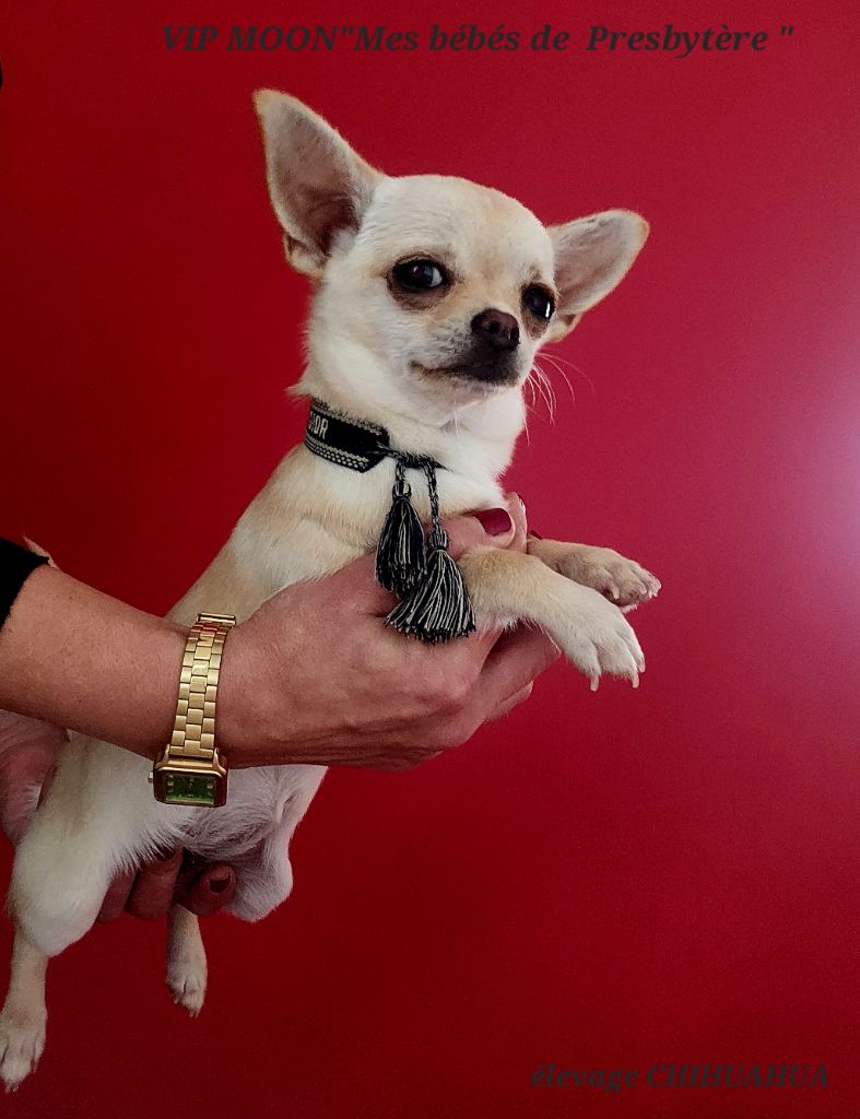 Mes Bebes De Presbytere - Chiot disponible  - Chihuahua