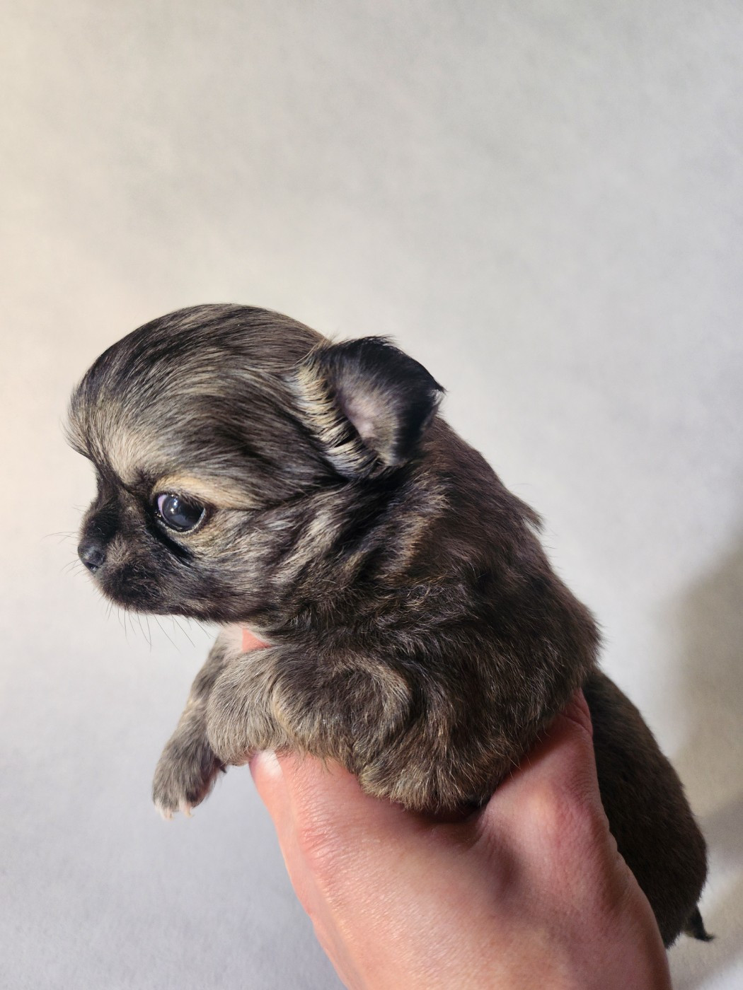 Mes Bebes De Presbytere - Chiots disponibles - Chihuahua