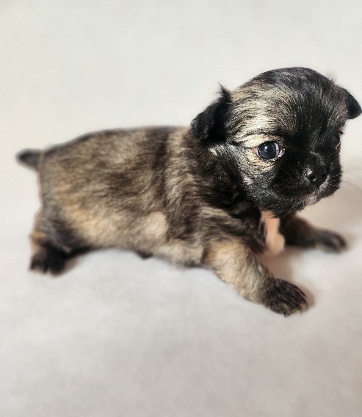 Mes Bebes De Presbytere - Chiots disponibles - Chihuahua