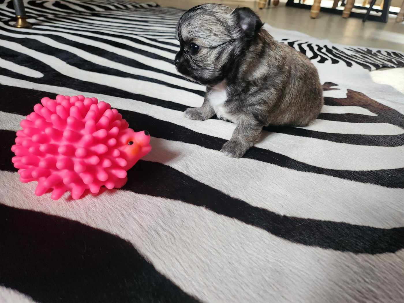 Mes Bebes De Presbytere - Chiots disponibles - Chihuahua