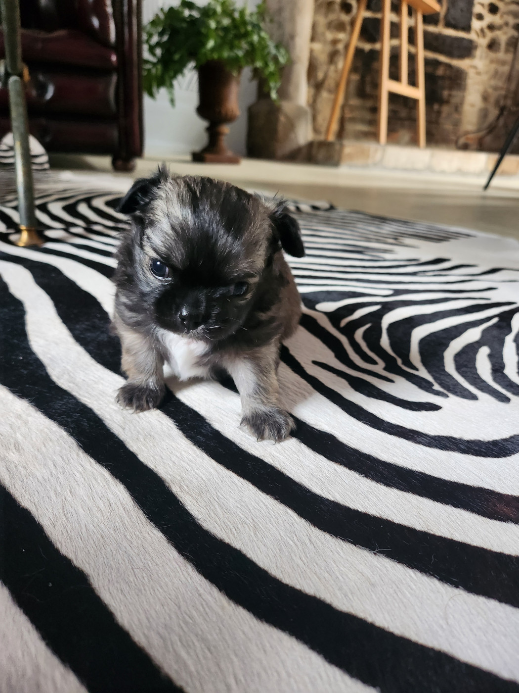 Mes Bebes De Presbytere - Chiots disponibles - Chihuahua