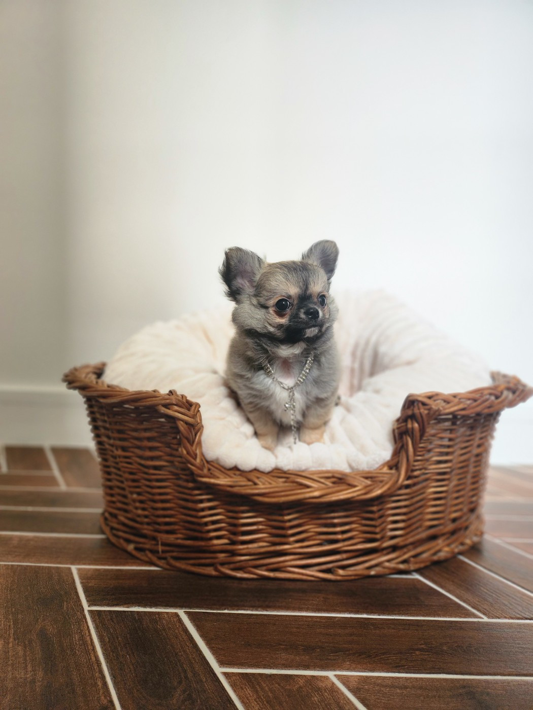 Mes Bebes De Presbytere - Chiots disponibles - Chihuahua