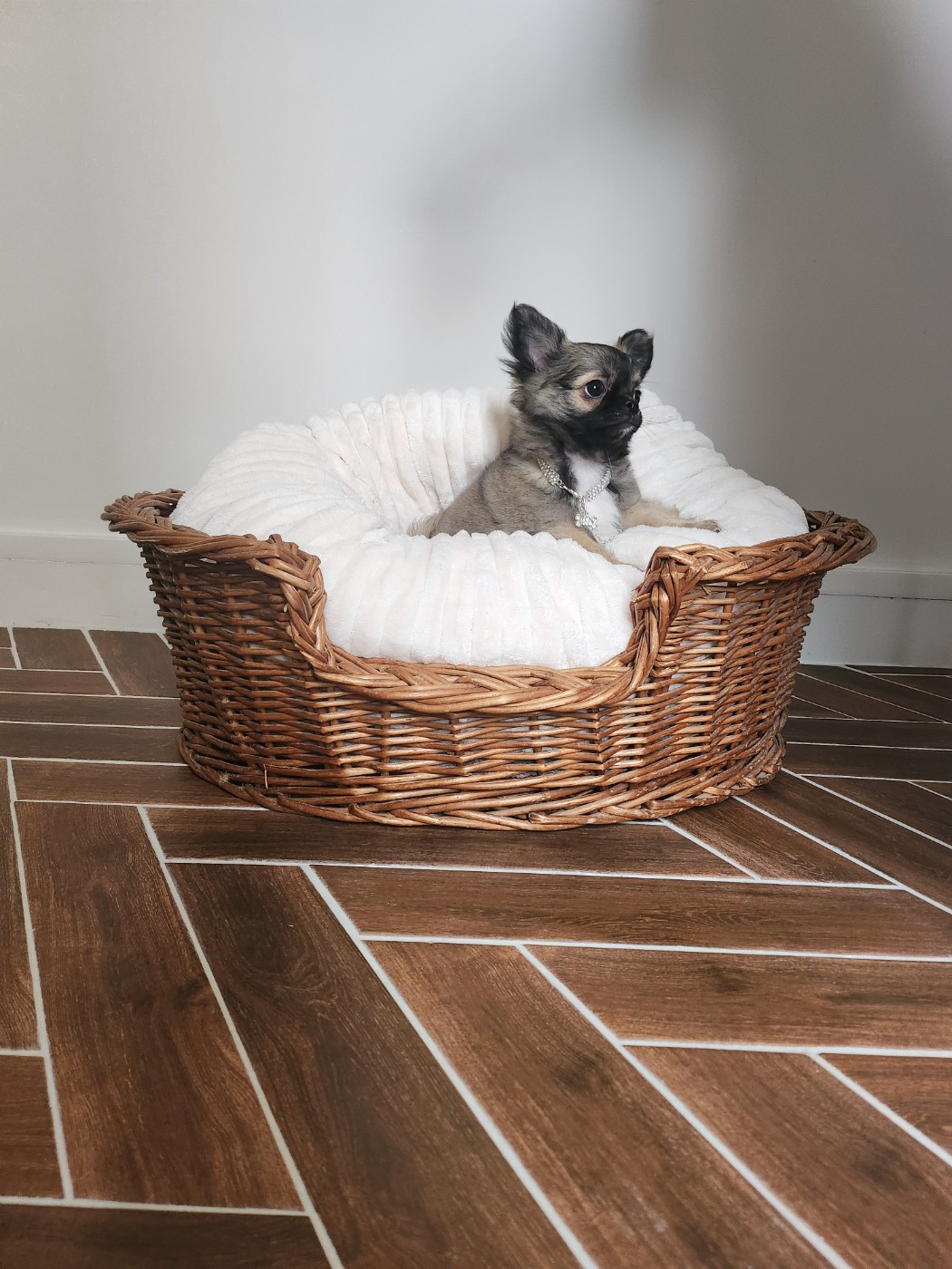 Mes Bebes De Presbytere - Chiots disponibles - Chihuahua