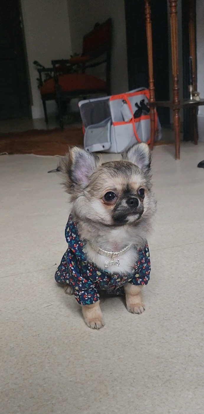 Mes Bebes De Presbytere - Chiots disponibles - Chihuahua