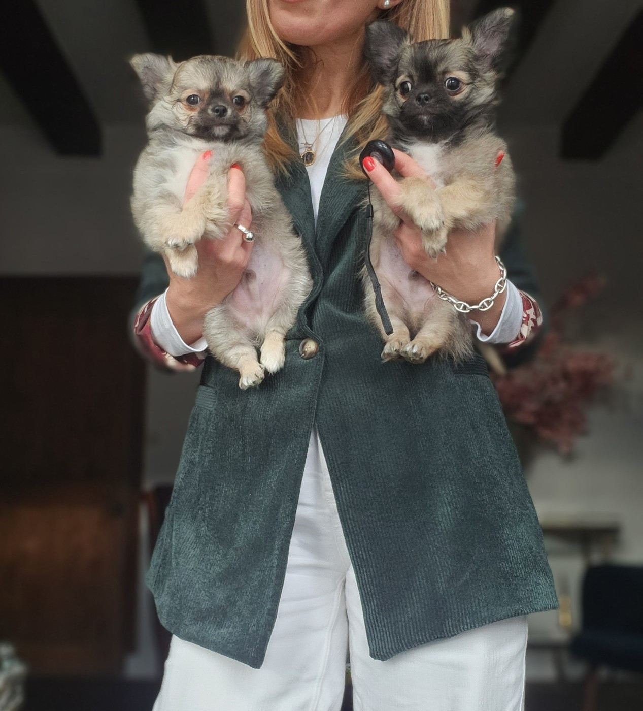 Mes Bebes De Presbytere - Chiots disponibles - Chihuahua