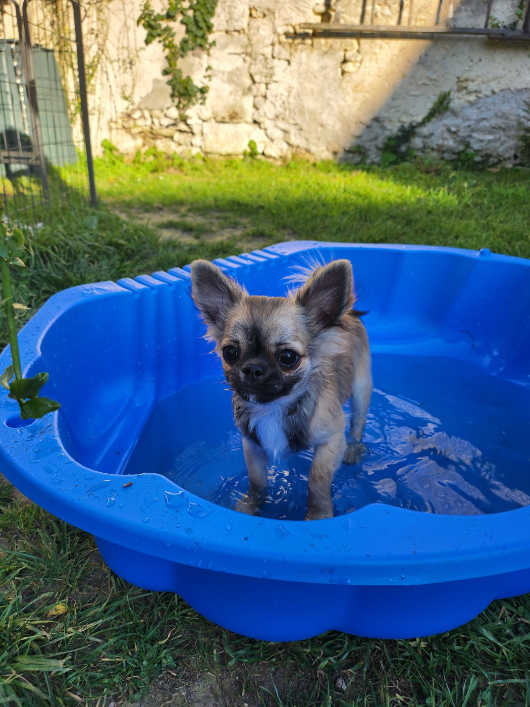 Mes Bebes De Presbytere - Chiots disponibles - Chihuahua