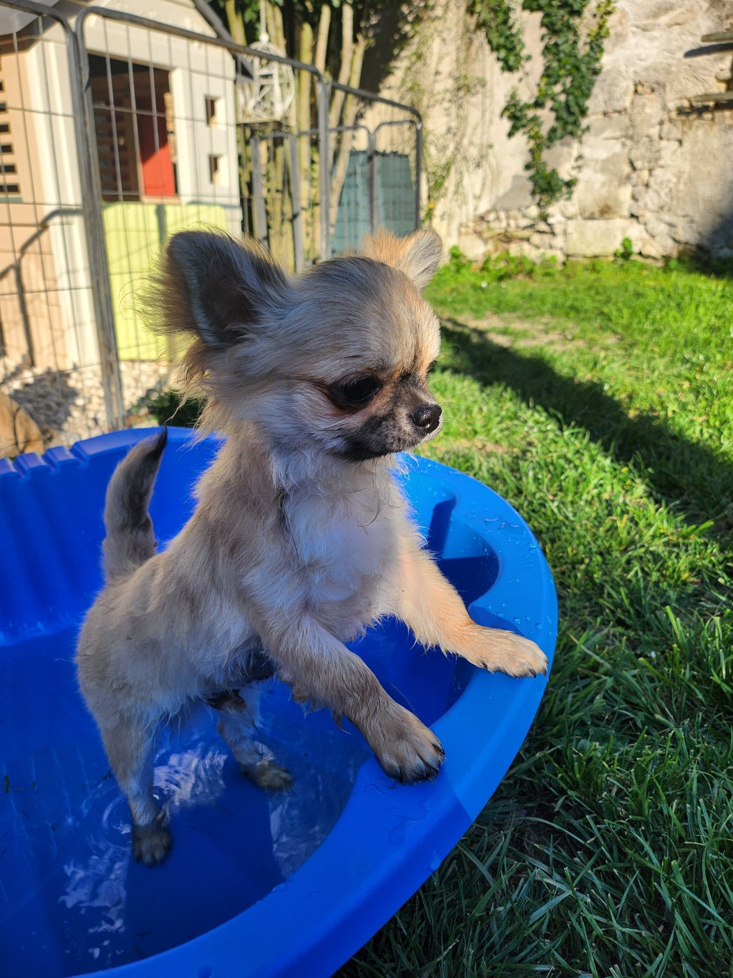 Mes Bebes De Presbytere - Chiots disponibles - Chihuahua