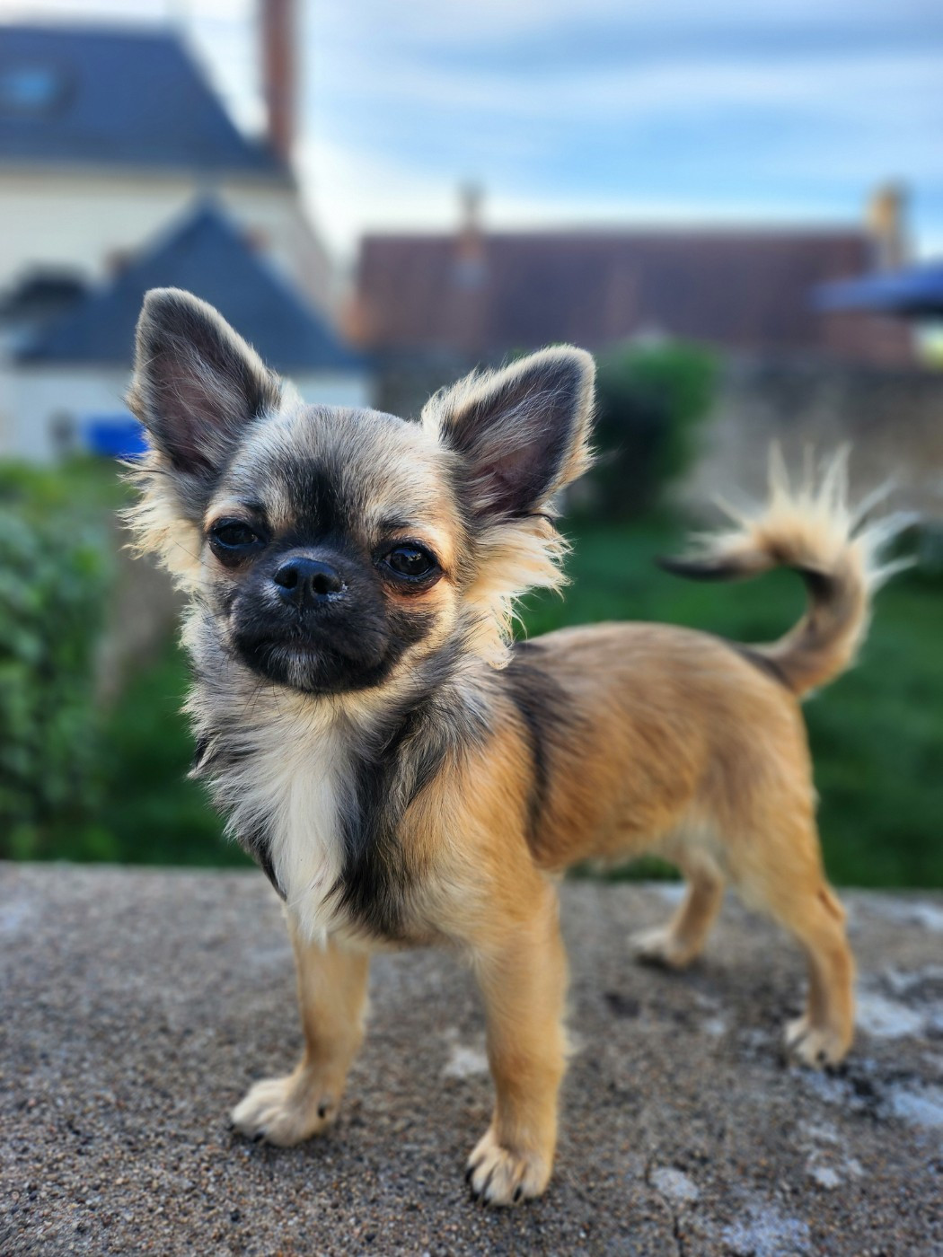 Mes Bebes De Presbytere - Chiots disponibles - Chihuahua