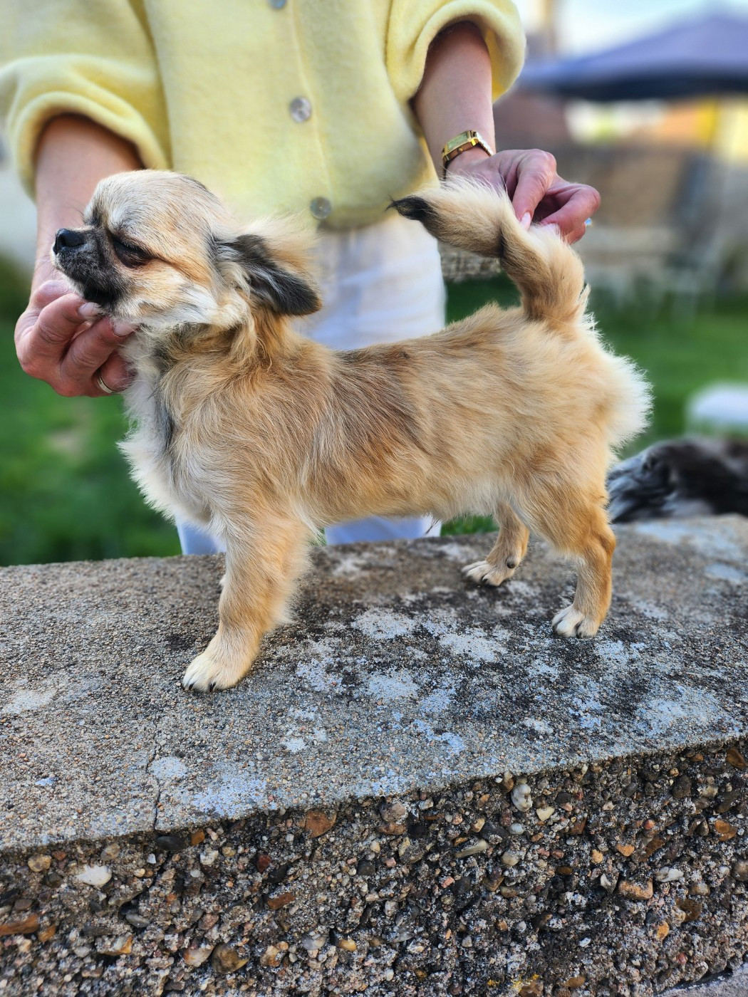Mes Bebes De Presbytere - Chiots disponibles - Chihuahua