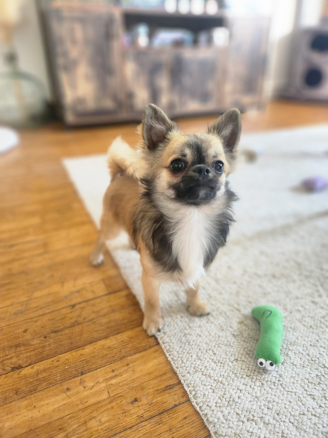 Mes Bebes De Presbytere - Chiots disponibles - Chihuahua