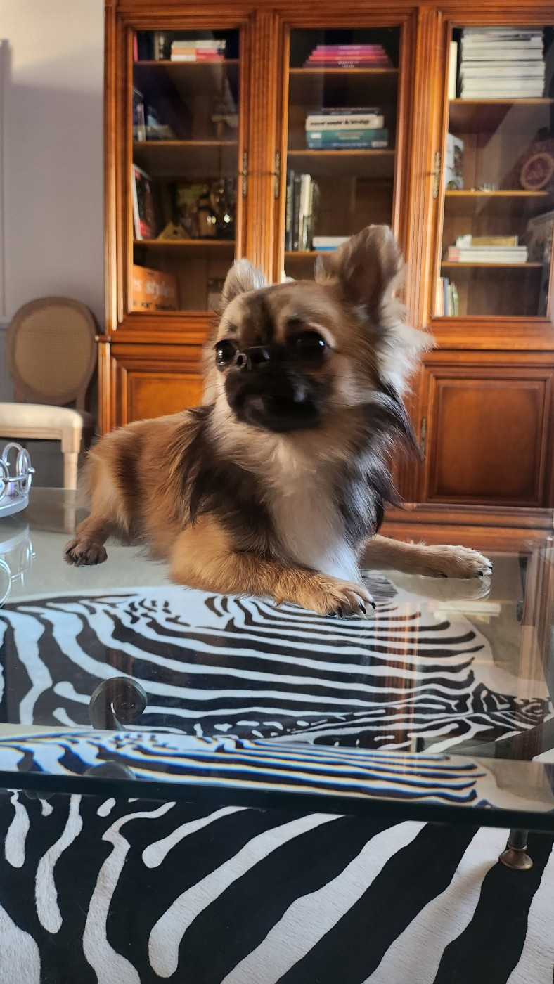 Mes Bebes De Presbytere - Chiots disponibles - Chihuahua