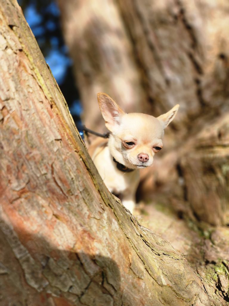 Mes Bebes De Presbytere - Chiots disponibles - Chihuahua