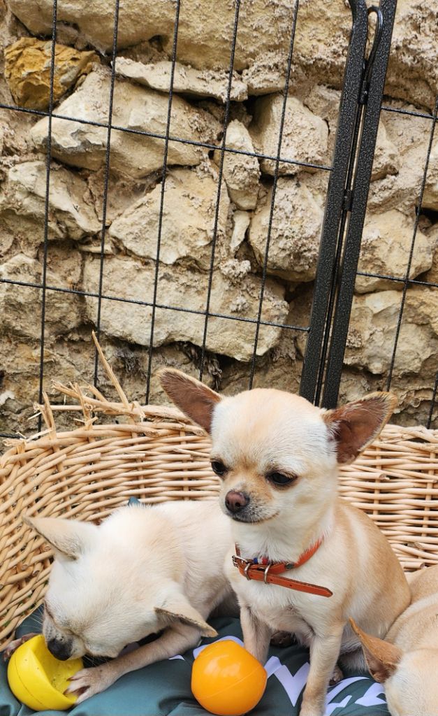 Mes Bebes De Presbytere - Chiots disponibles - Chihuahua